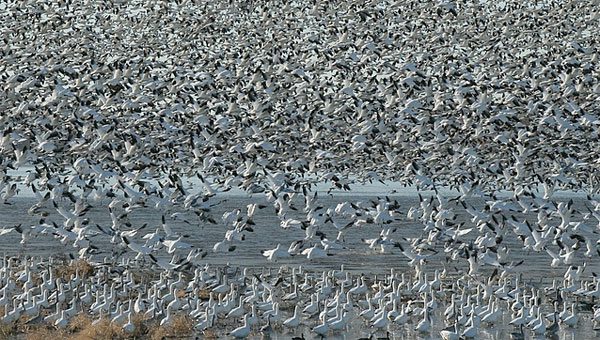 snow geese flock