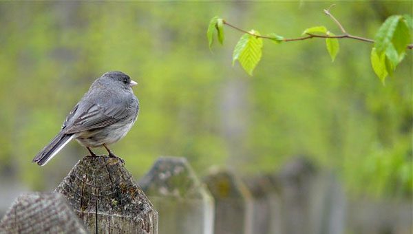 dark-eyed junco - slate colored