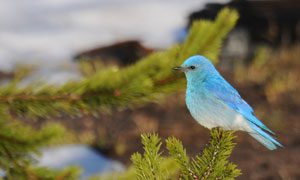 mountain bluebird