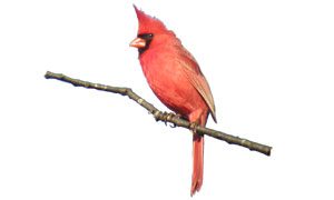 northern cardinal