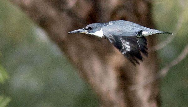 kingfisher in flight