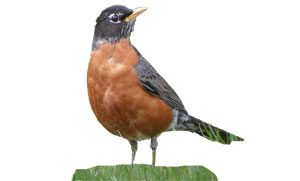 american robin