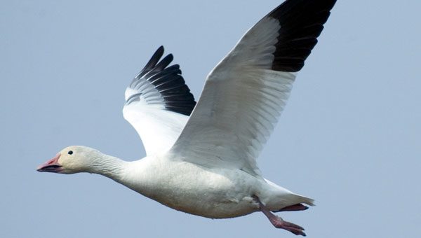 snow goose