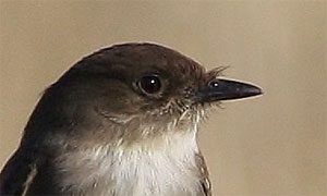 eastern phoebe