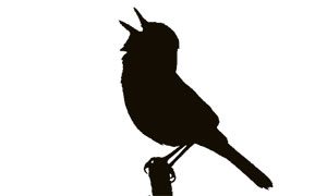 prairie warbler silhouette