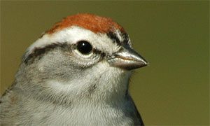 chipping sparrow