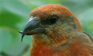 red crossbill