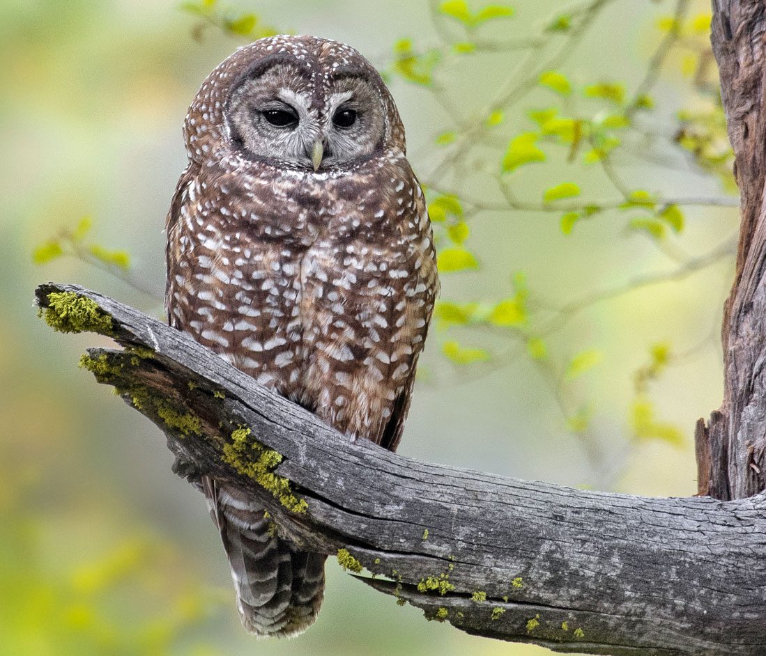 A spotted brown and white bird with large, dark eyes and small bill, perches on a branch.