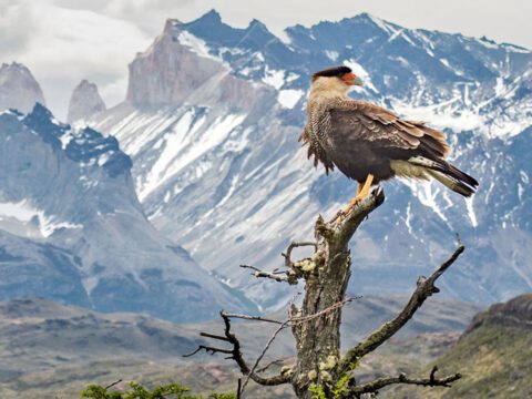 Brown and white raptor stands on top of a tree with magnificent mountains and lake in background.