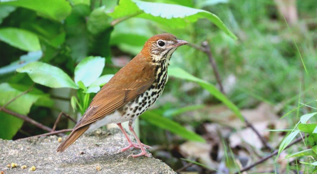 Reddish-brown bird with streaky chest and pink legs stands on the ground.