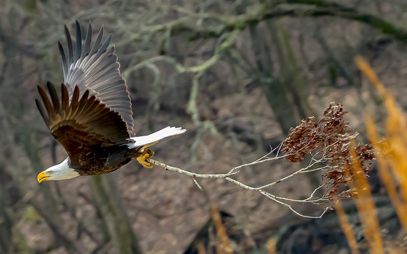 Bald Eagle by Priscilla Morris/GBBC