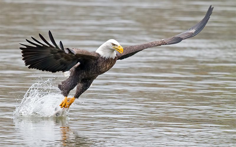 Bald Eagle by Brian Kushner via Birdshare