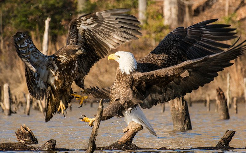 Bald Eagles by Jeff Rawes via Birdshare