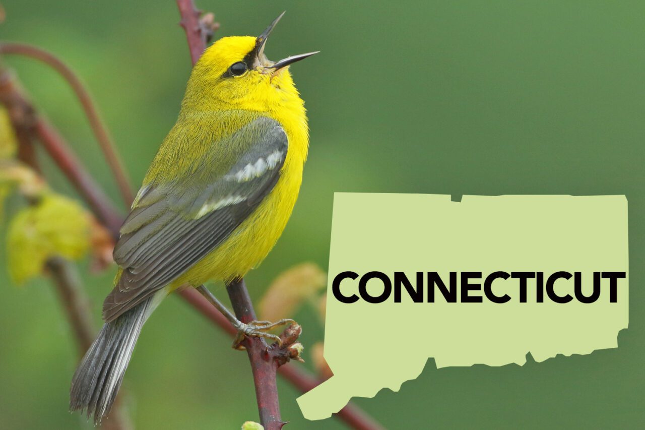 A yellow bird wit grayish wings with white wing bars and a small black mask sings while perching on a thorny branch.