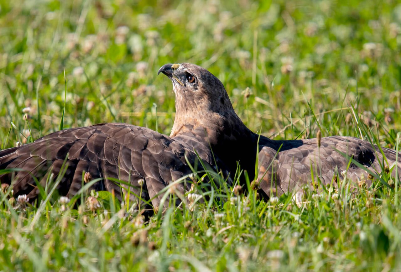 A hawk stretches her wings in the sun.