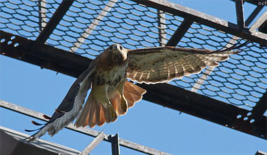 big red female red-tailed hawk of cornell hawks cam