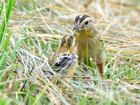 A streaked bird in grass feeds its young.