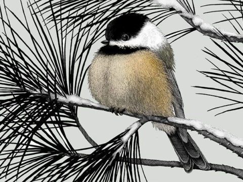 Chickadee in winter, illustration by Meghan Bishop