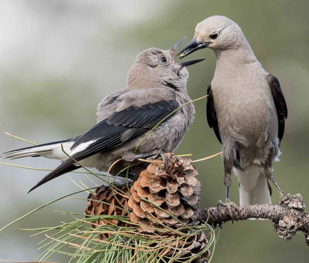 An adult nutcracker, a mostly gray bird with black wings, feeding a young nutcracker while both are perched on a branch of a pine tree.