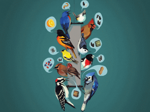 common feeder birds and their favorite foods. Illustration by Justine Lee Hirten.