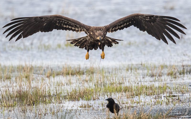 A young Bald Eagle by Tony Varela/Macaulay Library