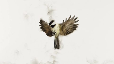 artwork of a chickadee and smoke