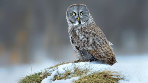 Great Gray Owl by B.N. SIngh via Birdshare.
