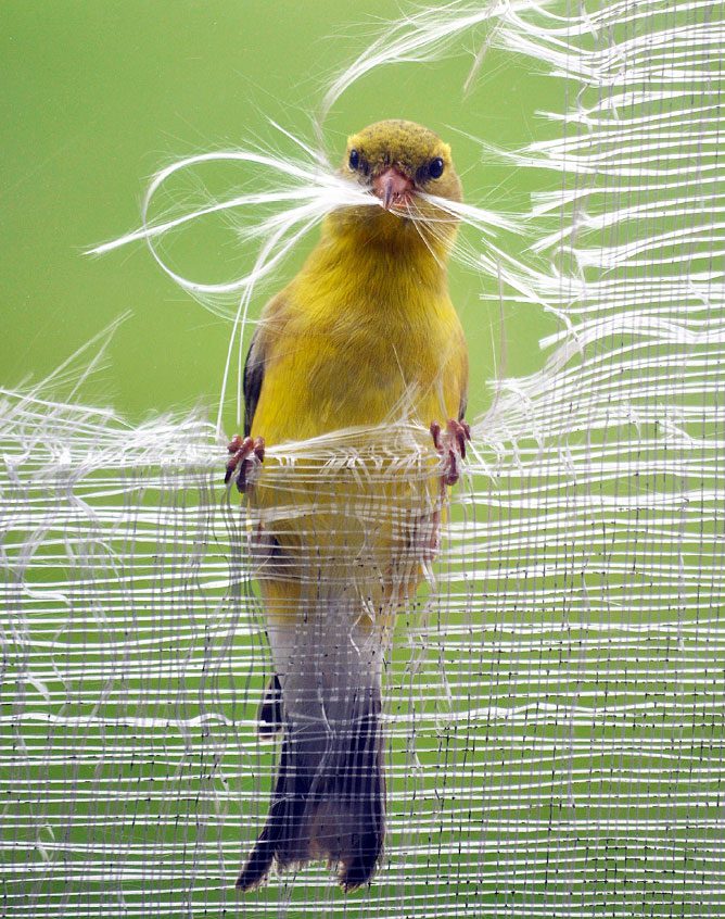 A goldfinch gathers nesting material from a window screen. Photo by Lori Buchman.