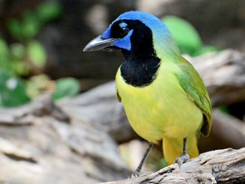 Yellow, green, blue and black bird