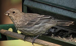 house finch female