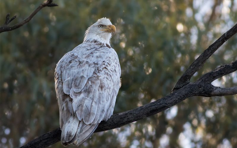 leucistic Bald Eagle by Shravan Sundaram via Birdshare