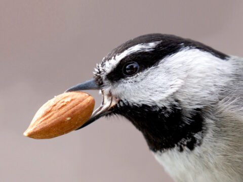 A Mountain Chickadee, just showing it