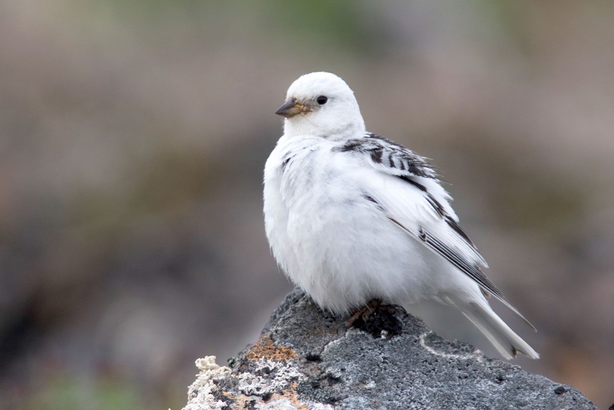 A female McKay's Bunting has gray markings on her back. Photo by Bryce Robinson/Macaulay Library ML107549381