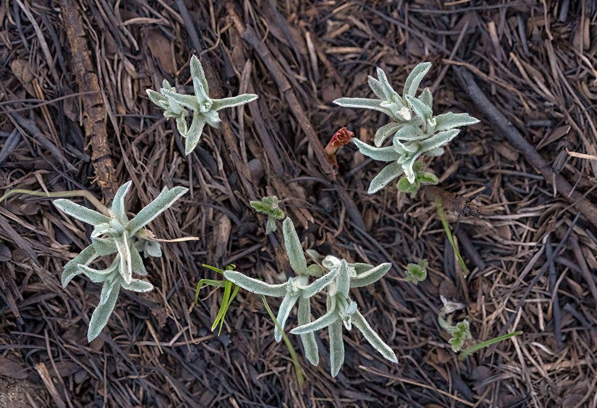 grass starts sprouting out of the burned ground