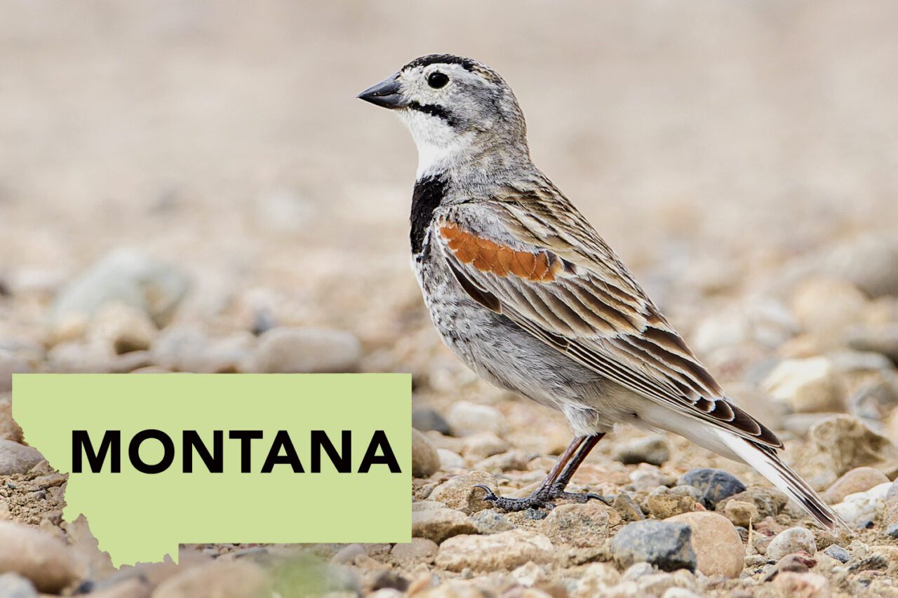 A gray and white bird with a black chest, black facial markings, brown, white and gray striped wings with a russet patch, stands on a gravel ground.