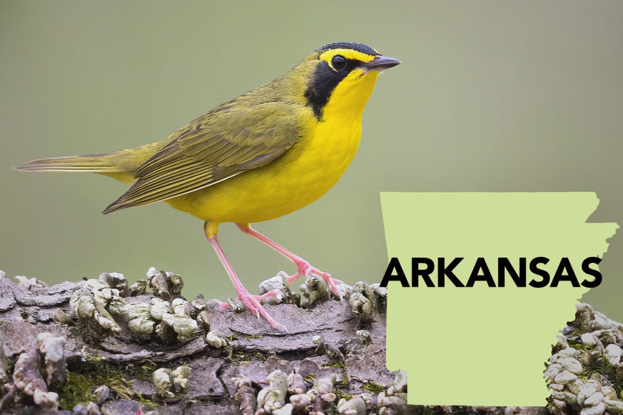 Yellow bird with greenish back, long, pink legs, black facial markings and yellow eyebrow, perches on log.