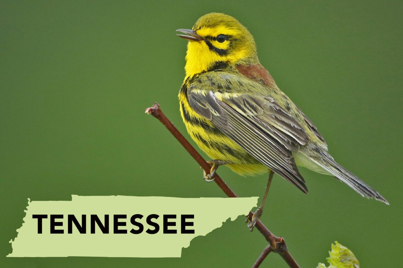 Yellow bird with back face markings, sides striped with black, tones of gray and green in its wings and back, and a russet path of the back of neck/shoulders.