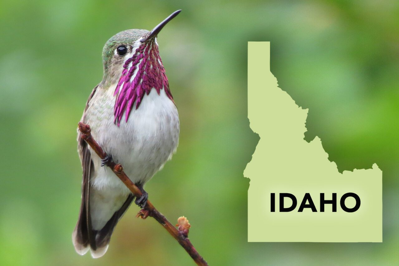 A little bird facing the camera with a white underside, greenish top of head, bright pink neck feathers and long bill, perches on a little branch.