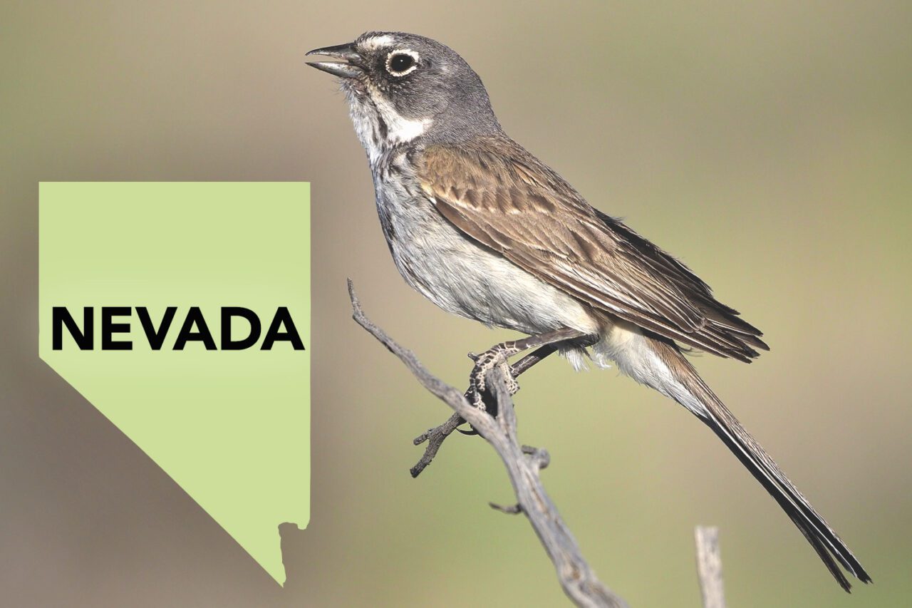 A brown and gray bird with a long tail perches on a branch.