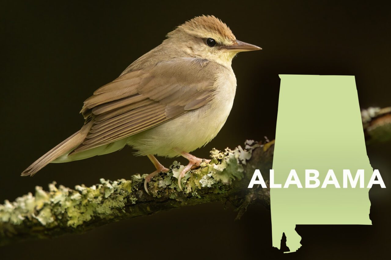 Brownish-yellow bird with a brown eye-stripe and longish, pointy bill, perched on a lichen covered branch.