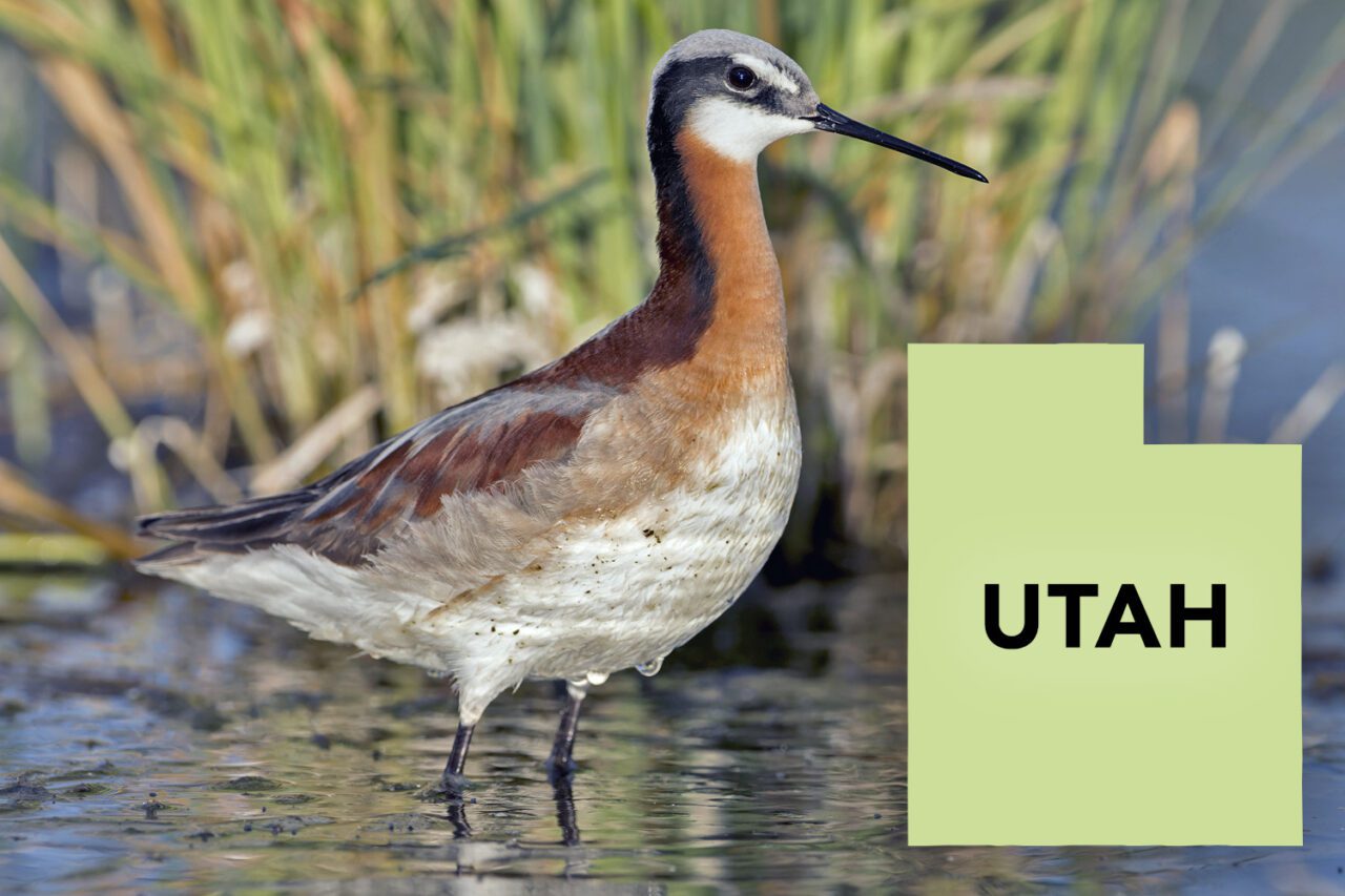 Large bodied bird with long, thin neck, brown back, white underside and throat, reddish neck, gray head with white eyebrow, long, black, thin, bill, stands in the water.