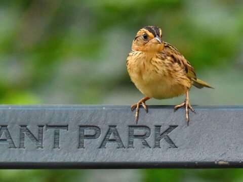 Orange/brown streaky bird perches on a bench.