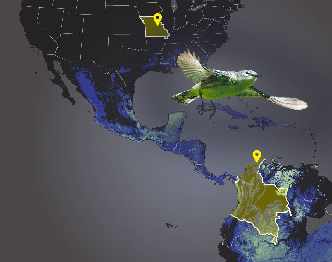 Graphic: Dark map of North, Central and South America with blue bird flying over.