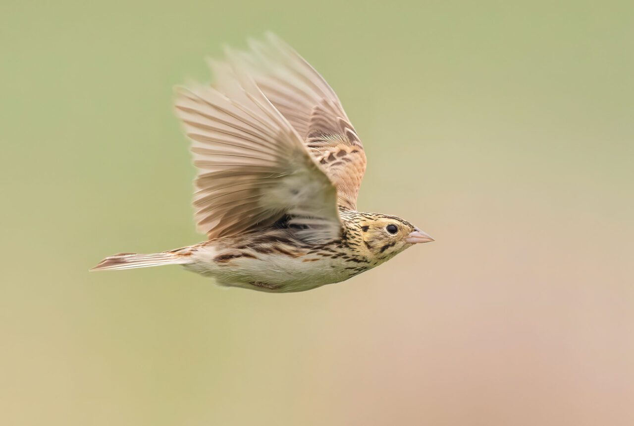 streaky brown, cream and yellow bird flying.