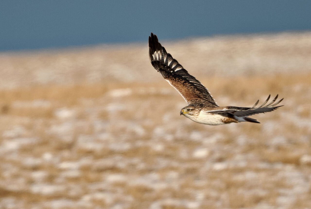 Brown and white bird flying.