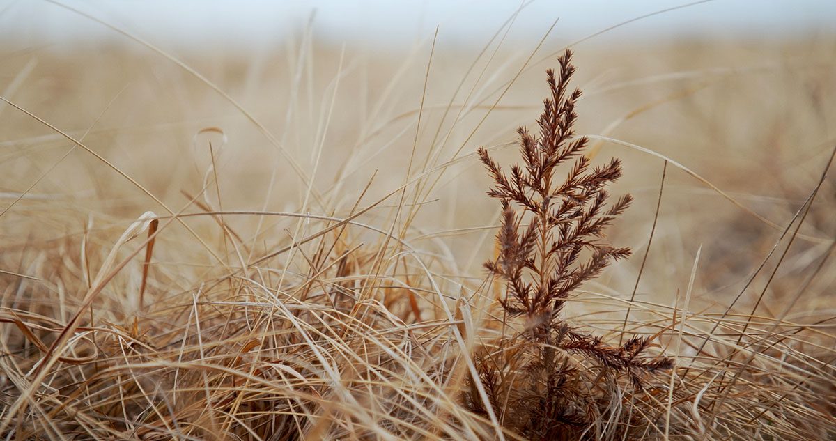 A small cedar tree in the grasses