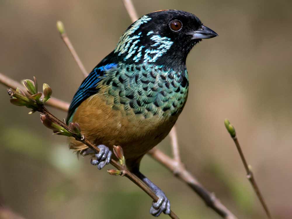 A blackish songbird with brilliant flecks of sky-blue perches on a twig.