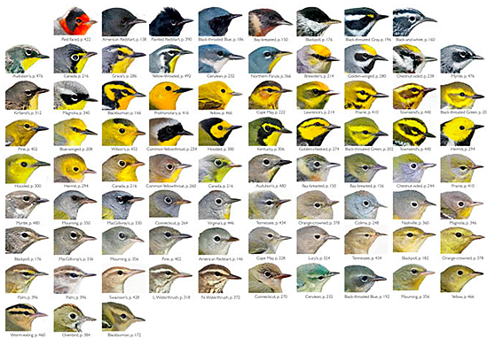 Multiple images of the heads of various warbler species.