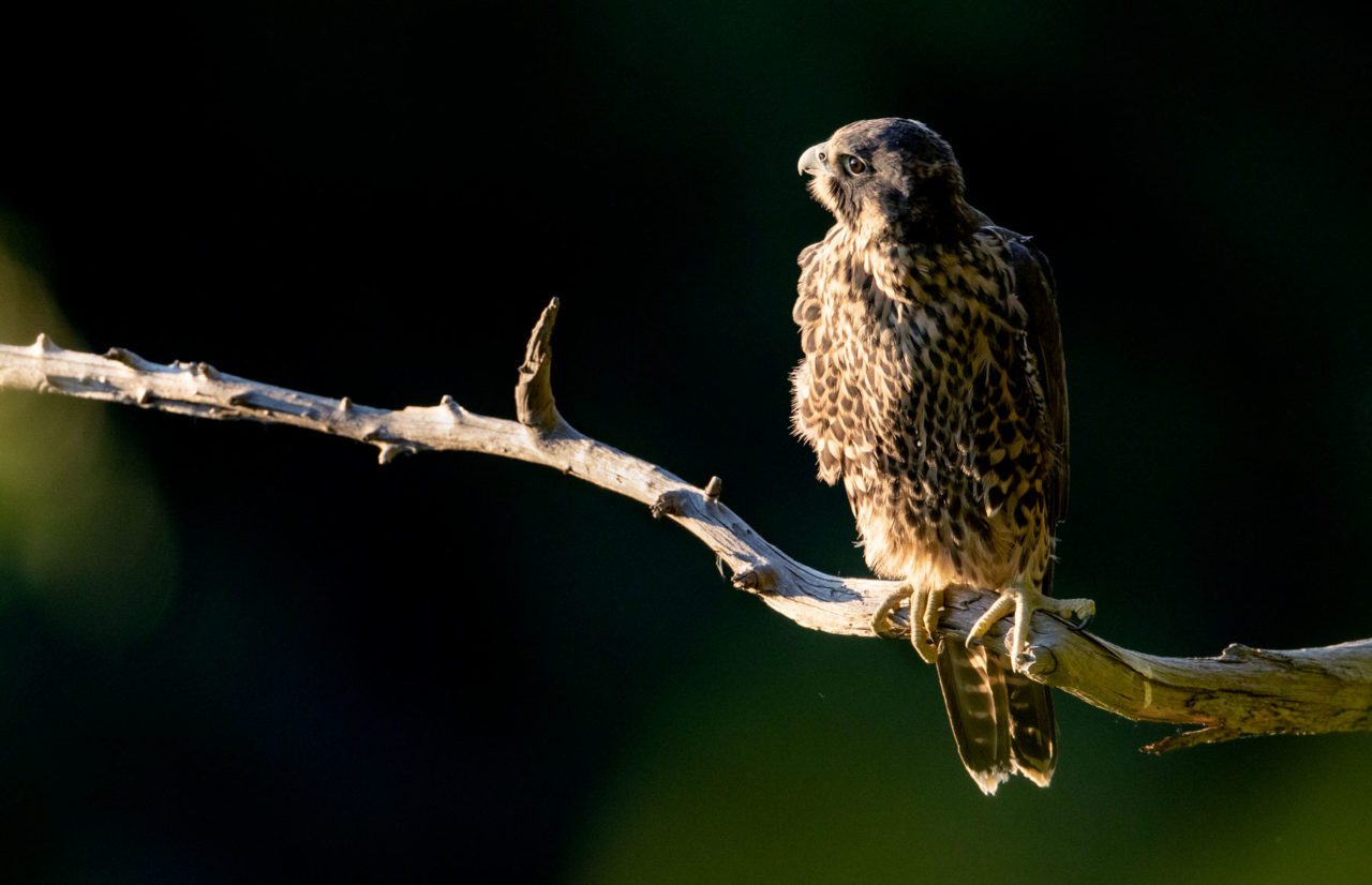 A young peregrine looks towards the sun. Photo by Andy Johnson.